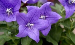 Purple Wildflower Balloon Flower