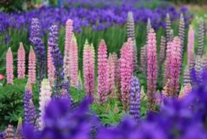Purple Wildflower Lupine