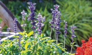 Purple Wildflower Salvia