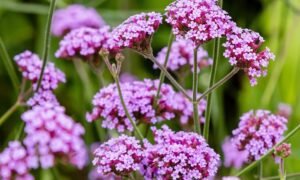 Purple Wildflower Verbena