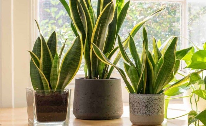 How Often to Water Snake Plant