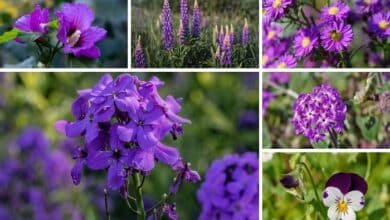 Purple Wildflowers