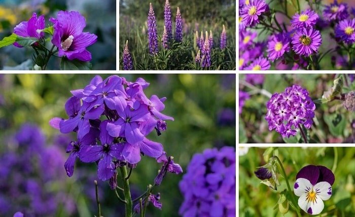 Purple Wildflowers